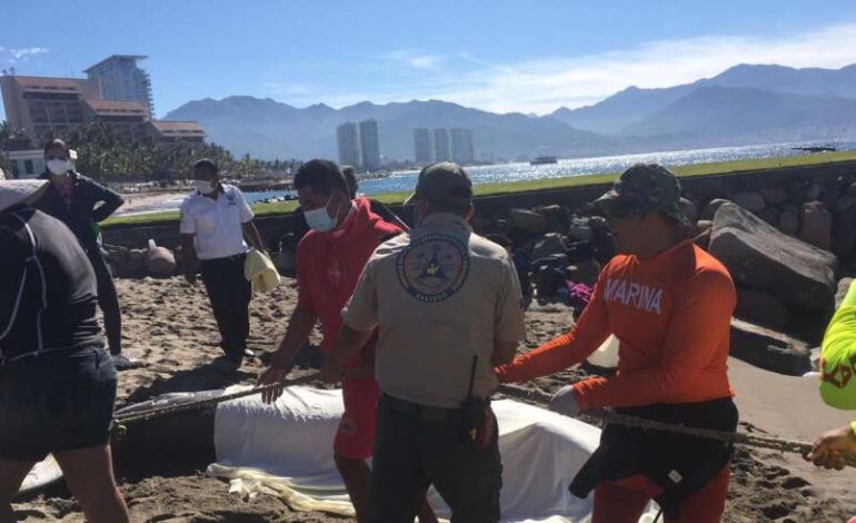 Ballenatos hallados muertos en Puerto Vallarta podrían ser de un raro caso de mellizos