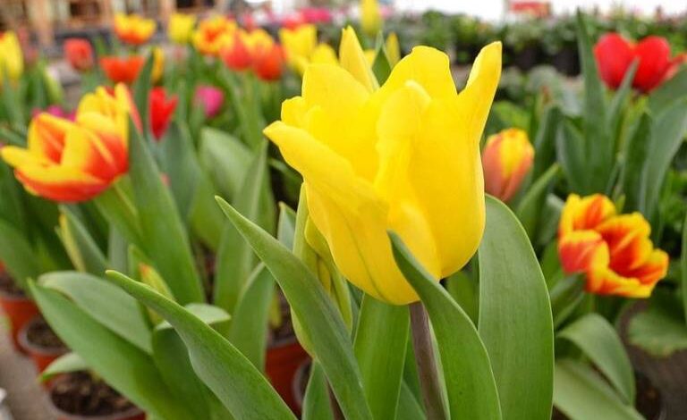 Tulipanes, de las plantas preferidas para San Valentín