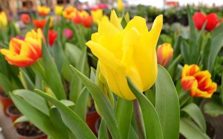 Tulipanes, de las plantas preferidas para San Valentín