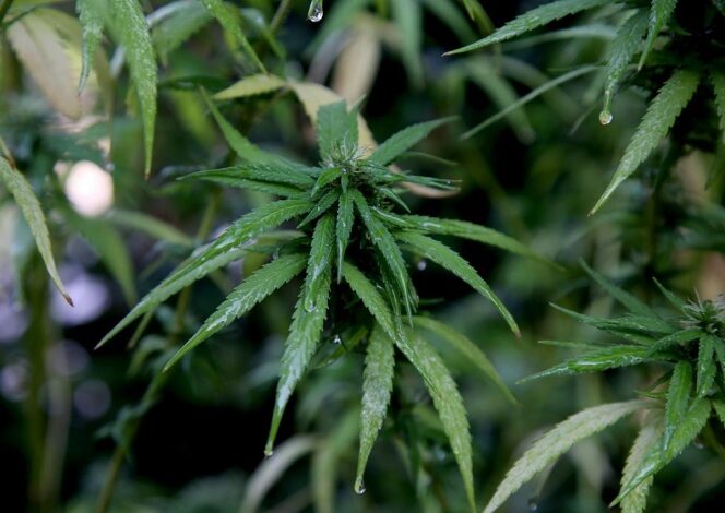 Senado pide a Sheinbaum retirar a fumadores de mariguana