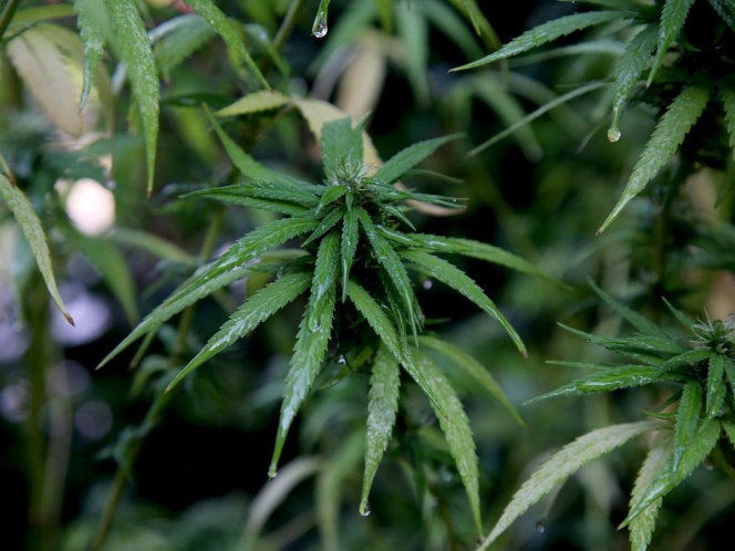 Senado pide a Sheinbaum retirar a fumadores de mariguana