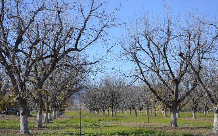 Reconversión de cultivos no es una opción: Agricultores