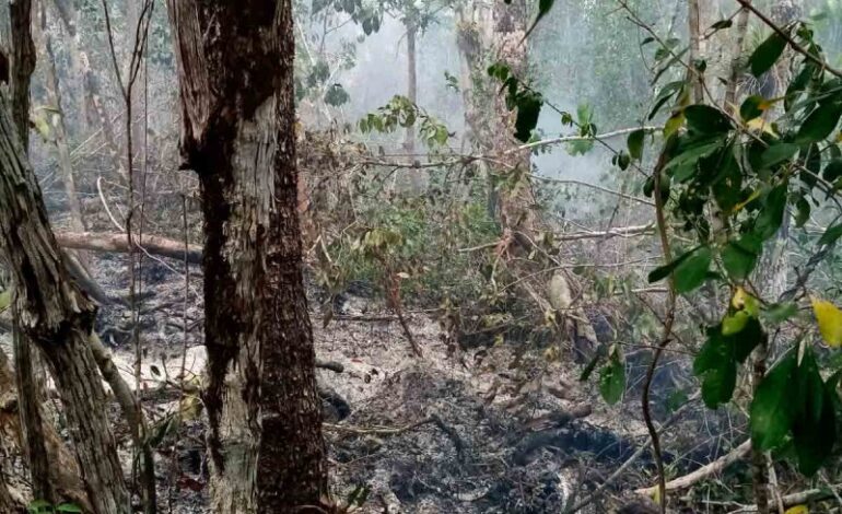 Reportan 34 incendios forestales activos en 11 estados; el siniestro en Bacalar ya cumplió 33 días