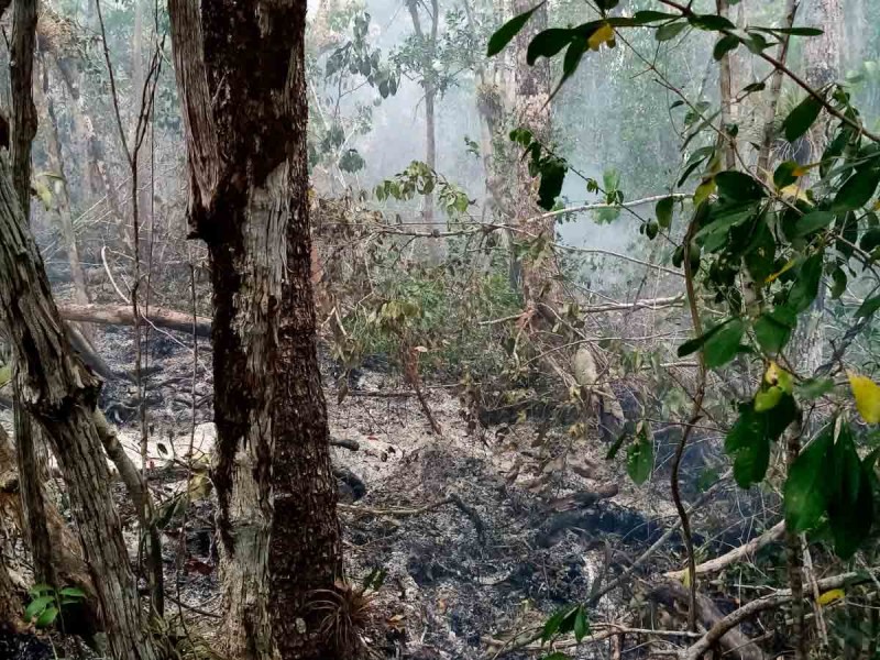 Reportan 34 incendios forestales activos en 11 estados; el siniestro en Bacalar ya cumplió 33 días