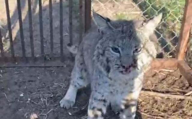 Gato montés fue capturado en Jalostotitlán