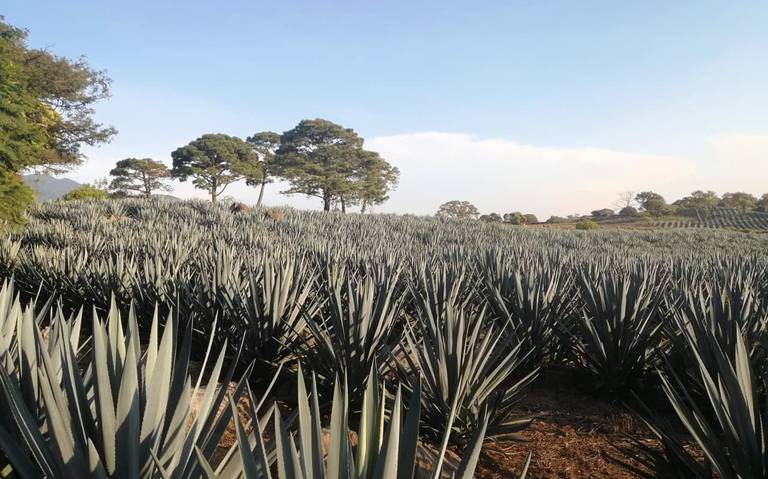 Honran a la planta que da origen al Tequila