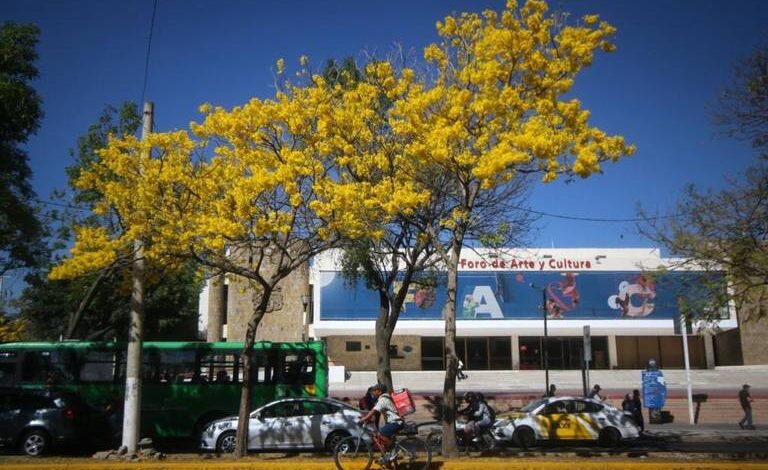 ¡A pedalear! Anuncian paseo en bicicleta para conocer los árboles más bonitos de Guadalajara