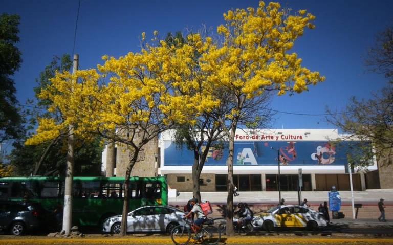 ¡A pedalear! Anuncian paseo en bicicleta para conocer los árboles más bonitos de Guadalajara