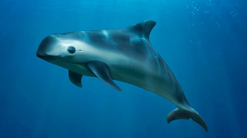 Autoridades y pescadores analizan acciones para favorecer la protección de la vaquita marina