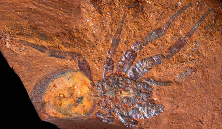 Investigadores encontraron en Australia un fósil conservado de una araña gigante