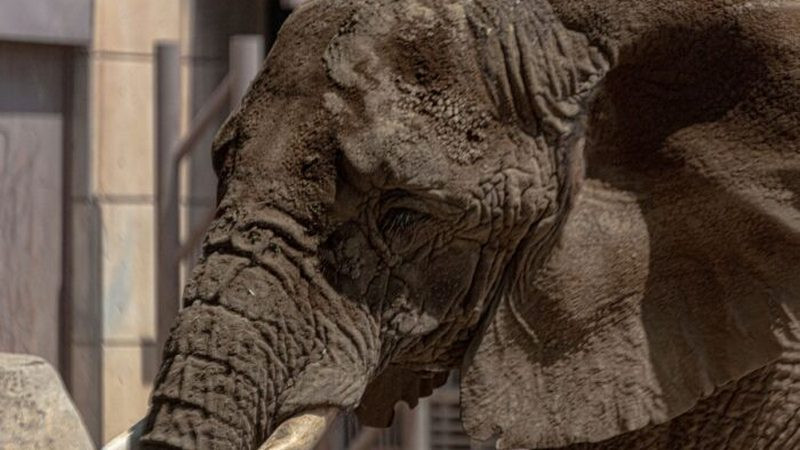 Decenas de elefantes murieron de sed tras sequía en Zimbabue