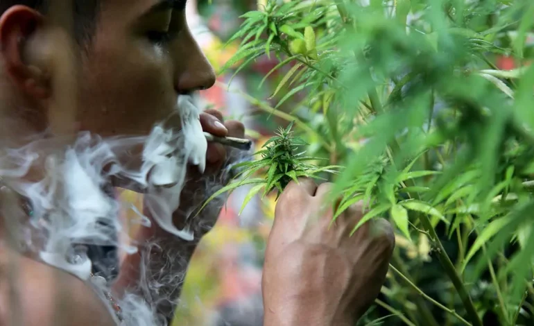 Estados Unidos dará histórico paso al clasificar la marihuana como una droga de bajo riesgo